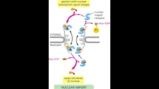 Транспорт молекул между ядром и цитозолем