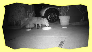 Greedy Young Fox Steals Hedgehog Food Before They Can Get To It!