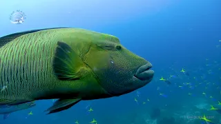 Raja Ampat - Indonesia - Blue Manta Live Aboard - October/2018