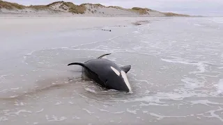 Huge Orca Whale Gets Rescued In Orkney