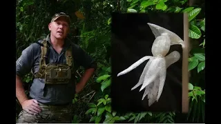 Apex Extinction Trailer (how to help wild orchids / Orchid Hunters Australia 2019)