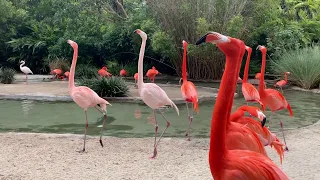 the flamingo dance