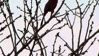 Red Cardinal singing his song !