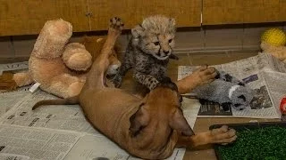 Cheetah Cub and Puppy Playtime