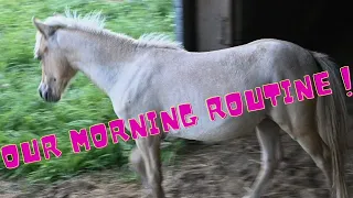 Our Morning Farm Routine With Horses, Goats And Other Animals