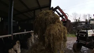 Case 1494 | Feeding Silage Bales To Cattle | Dec 2021 | (8)