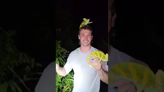 Wild Chameleons in Florida