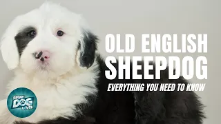 Old English Sheepdog 101: Everything You Need To Know