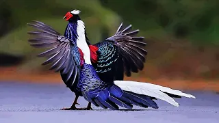 10 Most Beautiful Pheasants In The World