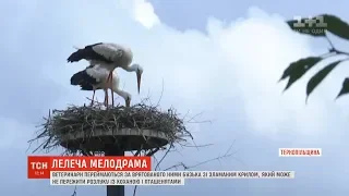 На Тернопільщині ветеринари три роки слідкують за непростими стосунками пари лелек