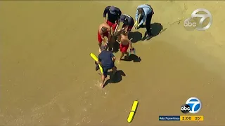 OC lifeguards capture shark with their bare hands at Newport Beach I ABC7