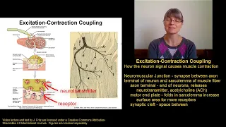Muscle Contraction Part 2
