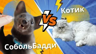 Соболь Бадди гуляет и встречает кота