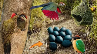 Os ninhos: A engenharia das aves