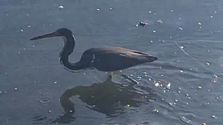 Heron walks thru 🐢 🐢 🐢 🐢 🐢 gauntlet