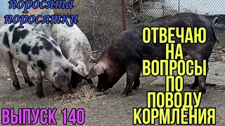 /Чем я кормлю свиней в такое тяжёлое время/