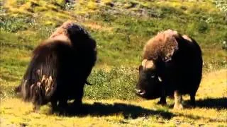 Wild Russia - The Arctic 1080p 2/3