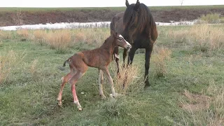 Табун на водопое. Рождение "першерона-жабушки".