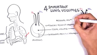Lung Function - Lung Volumes and Capacities