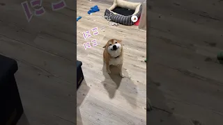 笑ってやり過ごそうとする柴犬さん🥺｜PECO