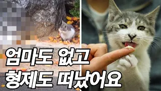 [4K] 차 사고로 처참하게 죽은 형제 냥이 사체 옆에서 눈에 고름이 가득한 채 울고 있던 새끼 냥이의 운명은..