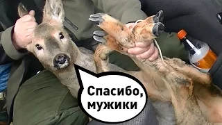 Спасение косули на Байкале
