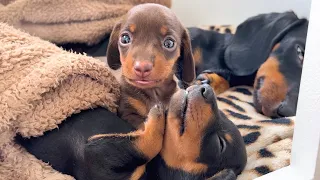 Family Diary- Dachshund puppies 4 weeks old.