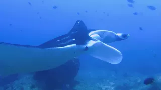 Diving with manta rays and whale shark at Tofo Beach, Mozambique