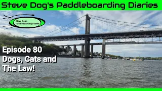 Steve Dog's Paddleboarding Diaries - Ep 80 - Dogs, Cats and The Law