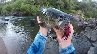 Chasing Clear Water Cod