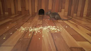 CAT GAMES ~ Hide and Seek Mice in The Jerry Mouse Hole 🐭 10 HOURS 🐭 Videos for Cats to watch