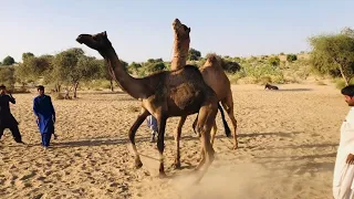 A camel is making love with its partner | The camel is having a lot of fun | Camel farm round timing