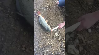 Best and most humane way of killing carp