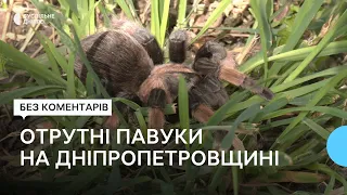 «Укус каракурта може стати смертельним» Отрутних павуків зафіксували на Дніпропетровщині