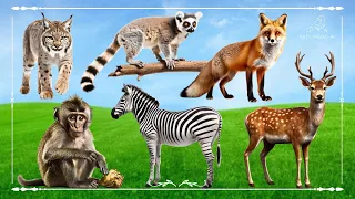 Cute Baby Monkeys: Lynx, Lemur, Fox, Zebra & Sika Deer - Animal Paradise