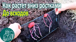 Что происходит с картофелем посаженным вниз ростками до всходов 🥔 Картошка в земле 🔍 Опыт Гордеевых