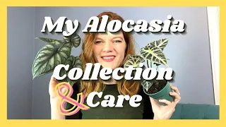 My Alocasia Collection & Care How-To || 6 Varieties || Soiled Plant