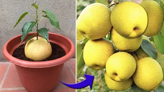 The method of breeding pears is extremely simple and unique | Relax Garden