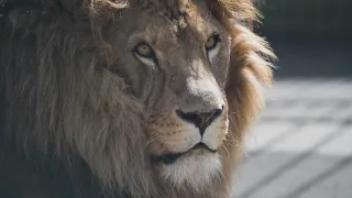 Lions rescued from Ukraine housed in Colorado