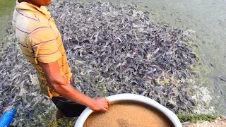 Hybrid Magur Fish Farming Business In Asia | Usaha Budidaya Ikan Lele