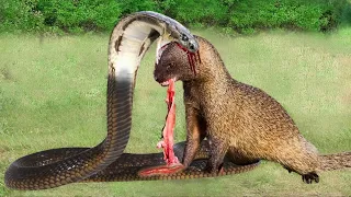 Look What Happens When Mongoose Mercilessly Destroys King Cobra? Mongoose vs King Cobra