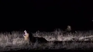 Plains Camp Male Lions Roaring | Sabi Sands | 13 May 2024