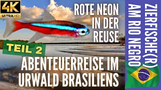 Zierfische(r) am Rio Negro 2 | Rote Neon in der Reuse | Abenteuerreise im Urwald Brasiliens | 4K