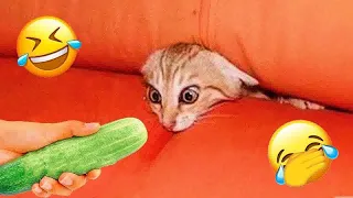 😆🤣 New Funny Cats and Dogs Videos 😂😂 Best Funny Animal Videos 2024 # 60