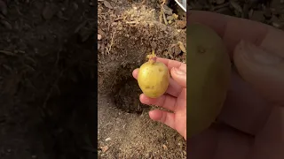 Planting potatoes! Don’t throw those old ones away 🥔 #gardening #gardener #gardeningtips #garden