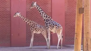 Giraffes Mating video