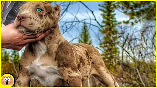 Die 10 schönsten Hunderassen, die du unbedingt haben willst