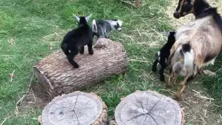 Baby goats playing outside for the first time