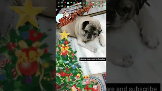 merry Christmas sabko🧑‍🎄🧑‍🎄#pug #doglover #dogshorts #youtubeshorts #shortsfeed #shortsvideo#shorts