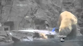 Mama Polar Bear Rescues Cub Who Can't Swim